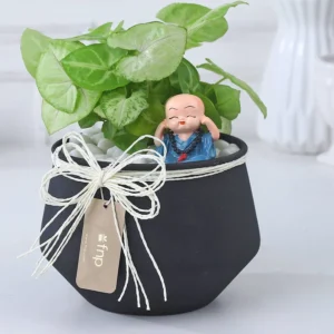 FNP Sleek Syngonium Elegance Gifts