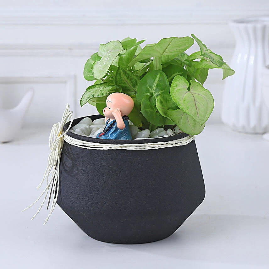 FNP Sleek Syngonium Elegance Gifts - Image 2