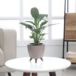 Ugaoo Peace Lily Plant