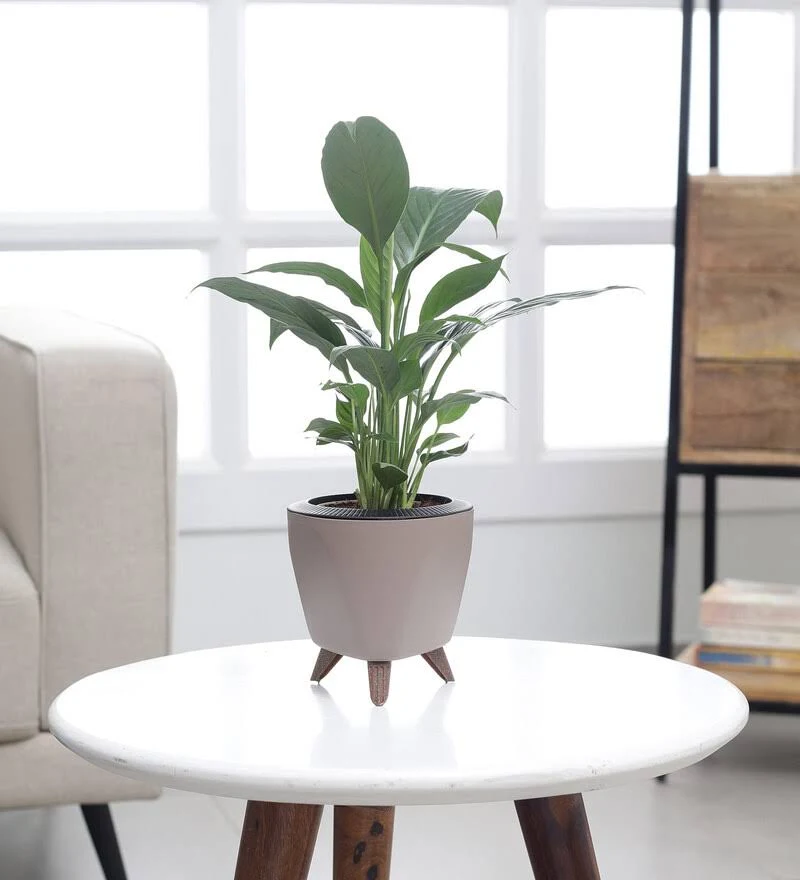 Ugaoo Peace Lily Plant