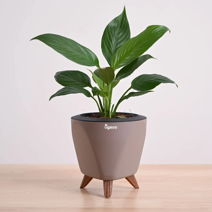 Ugaoo Peace Lily Plant - Image 3
