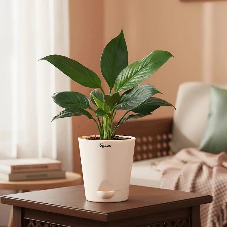 Ugaoo Peace Lily Plant - Image 2