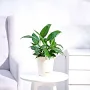 UGAOO Peace Lily - Image 4