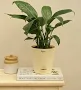 UGAOO Peace Lily - Image 6